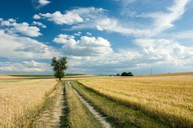 Yol alanları, bir ağaç ve beyaz bulutlar mavi gökyüzünde