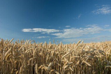 Buğday alan - closeup kulaklar, ufuk ve mavi gökyüzü