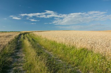 Otların arasında bir buğday alan, ufuk ve mavi gökyüzü ile büyümüş yol