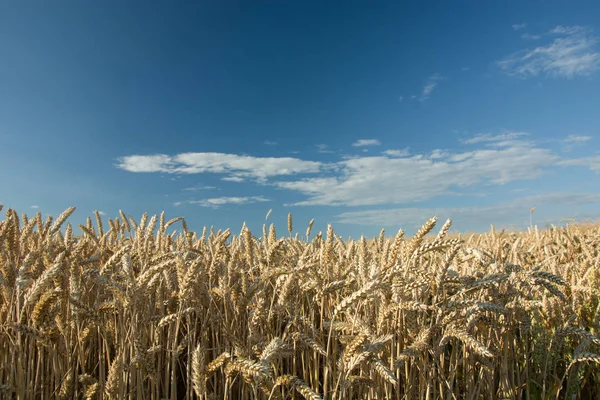 Buğday alan - closeup kulaklar, ufuk ve mavi gökyüzü