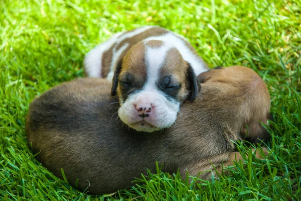 Yeşil çimenlerin üzerinde iki küçük uyuyan yavru köpekler