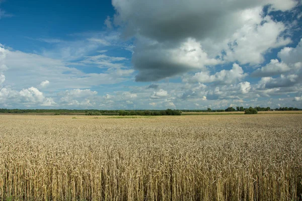 Buğday alan, ufuk ve beyaz bulutlar mavi gökyüzünde