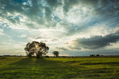 Bir ağaçta çayır ve sk bulutlarda arkasında batan güneşin
