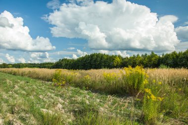 Vahşi çayır, orman ve beyaz bulutların üzerinde mavi bir gökyüzü