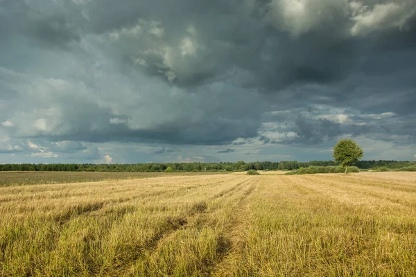 Skäggstubb Och Mörka Molnen Himlen — Stockfoto