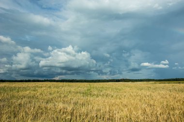 Tahıl, ufuk ve gökyüzündeki karanlık fırtına bulutları