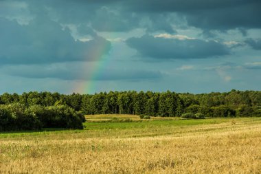 Alan orman ve gökkuşağı bulutlu bir gökyüzü üzerinde önünde