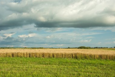 Tahıl, ufuk ve bulutlar gökyüzünde
