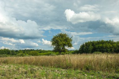 Kuru ot, orman ve beyaz-gri bulutlar mavi gökyüzünde