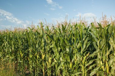Mısır yaprakları alanını ve mavi gökyüzü bir parça ile sopa