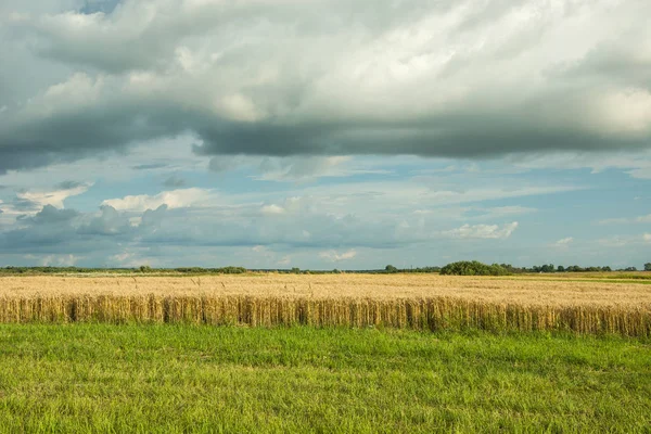 Field of grain, horizon and clouds in the sky