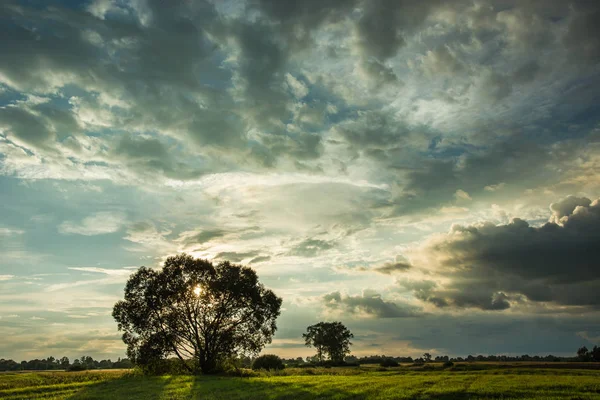 Sole Che Tramonta Dietro Albero Nel Prato Nuvole Scure — Foto Stock