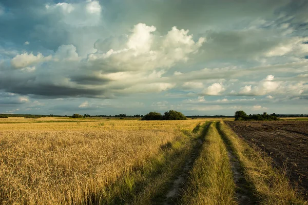 Dirt Road Field Grain Dark Clouds Sky — Stock Photo, Image