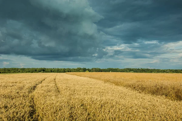 Tahıl ve karanlık yağmurlu bulutlar gökyüzü üzerinde tekerlek parça