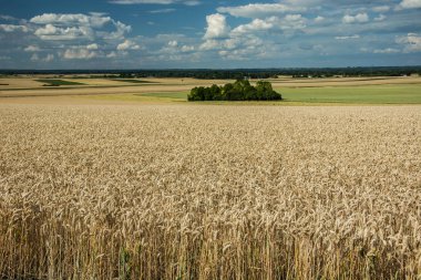 Buğday tahıl ve ufukta grove