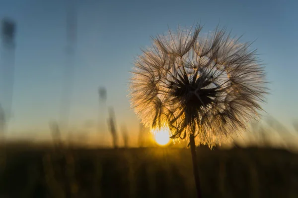 Solnedgång Solen Och Bakgrundsbelyst Maskros — Stockfoto