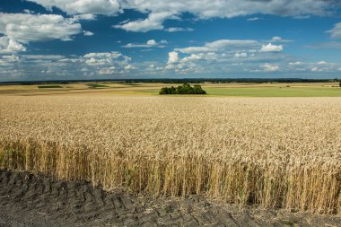 Buğday tahıl ve ormanlar ufukta