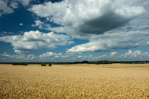Wheat field, horizon and clouds in the sky