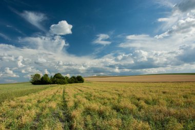 Grove alanı ve bulutlar gökyüzünde