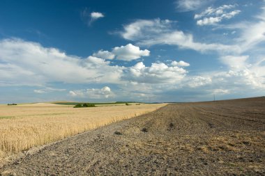 Alan tahıl sürülmüş alanlardan birinin yanına, beyaz bulutlar gökyüzünde