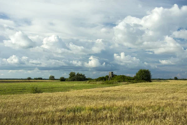 Campo Grãos Prados Nuvens Chuvosas Céu — Fotografia de Stock