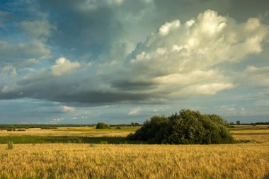 Çalılar tahıl ve bulutlu gökyüzü