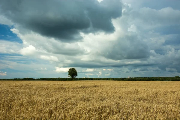 Dark clouds over a field of grain