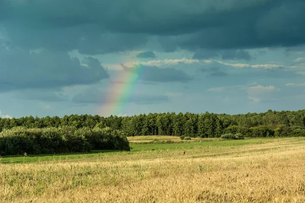 Dark clouds and rainbow over the forest