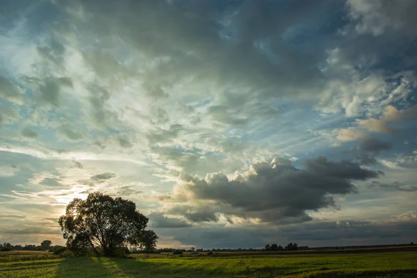 Sun behind the tree and dark clouds in the sky