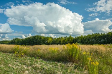 Mavi gökyüzü üzerinde orman, ufuk ve beyaz bulutlar yanında çayır görünümü