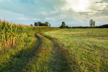Yol bir çayır ve Mısır akşam güneş ışığında alanının yanındaki
