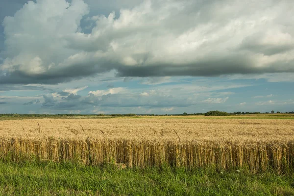 Çim sonraki hububat, ufuk ve gri bulutlar bir alana yeşil 