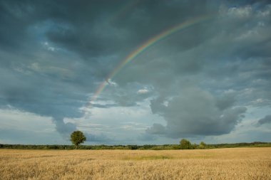 Alan ve gökkuşağı bulutlu bir fırtınalı gökyüzü üzerinde tek ağaç