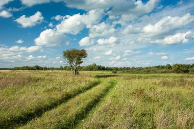 Yol çayır, yalnız ağaç, orman ve beyaz bulutların üstünde mavi gökyüzü