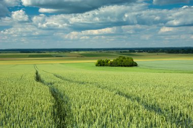 Buğday, grove ve bulutlu gökyüzü parça