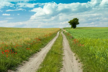 Toprak yol, yalnız ağaç ve mavi gökyüzünde bulutlar tarafından çiçek