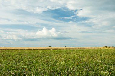 Yonca alan, ufuk ve bulutlar gökyüzünde