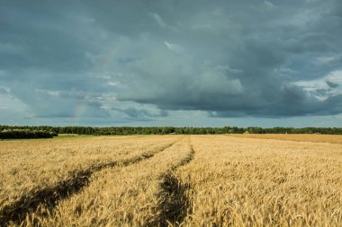 Tahıl, bir alandaki tekerleklerin izleri ufukta orman ve 