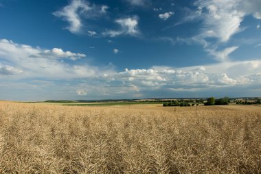 Altın tecavüz alan, ufuk ve mavi gökyüzü