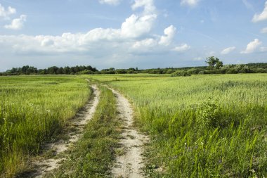 Sandy kırsal yol ile yeşil alanlar.