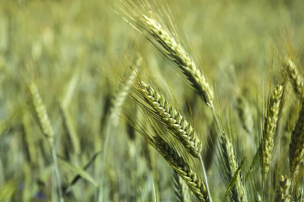 Orecchie Dorate Triticale — Foto Stock