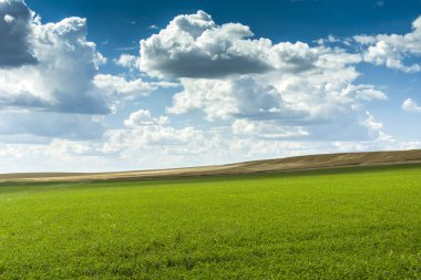 Yeşil çayır ve bulutların üstünde mavi bir gökyüzü