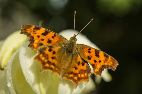 Красочная Запятая Бабочки Альбом Polygonia — стоковое фото