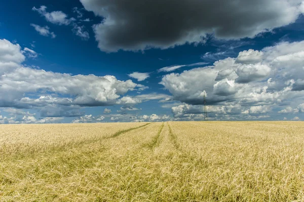 Grain field, horizon and clouds on a blue sky