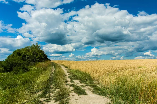 Country road next to a grain field, bushes and clouds on a blue sky