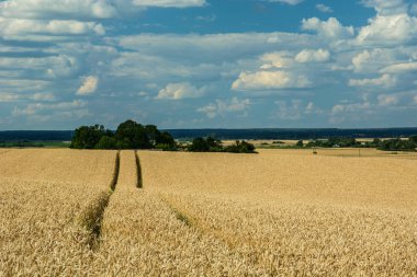 Tahıl alanı, yeşil ağaçlar ve beyaz bulutların üstünde mavi gökyüzü