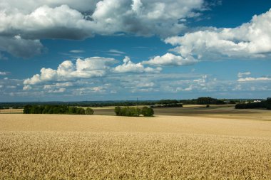 Tahıl alanı, yeşil ağaçlar ve beyaz bulutların üstünde mavi gökyüzü