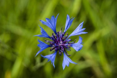 Centaurea Cyanus - mavi peygamber çiçeği