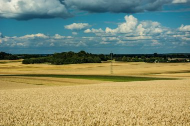 Tahıl alanları, ufukta ağaçlar ve gökyüzünde bulutlar