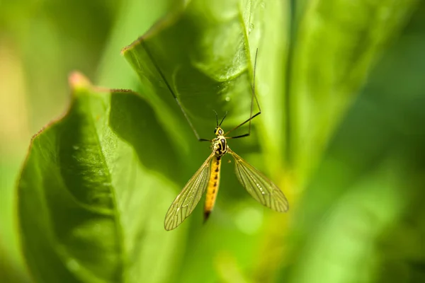 Grúa Volar Una Hoja Verde — Foto de Stock